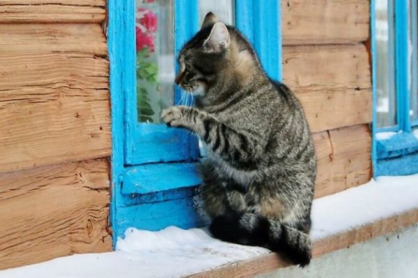 Как восстановить пароль на кракене
